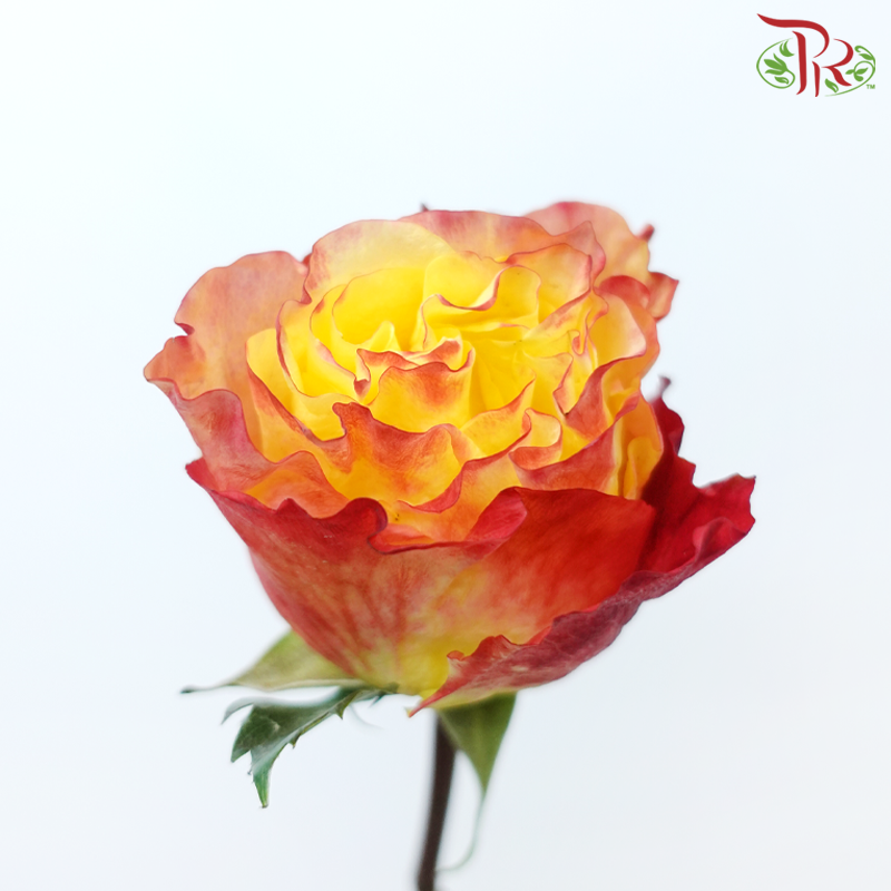 Star Rose Garden -Sunset X-Pression (10 Stems)-Sunset X-pression-Ecd-prflorist.com.my