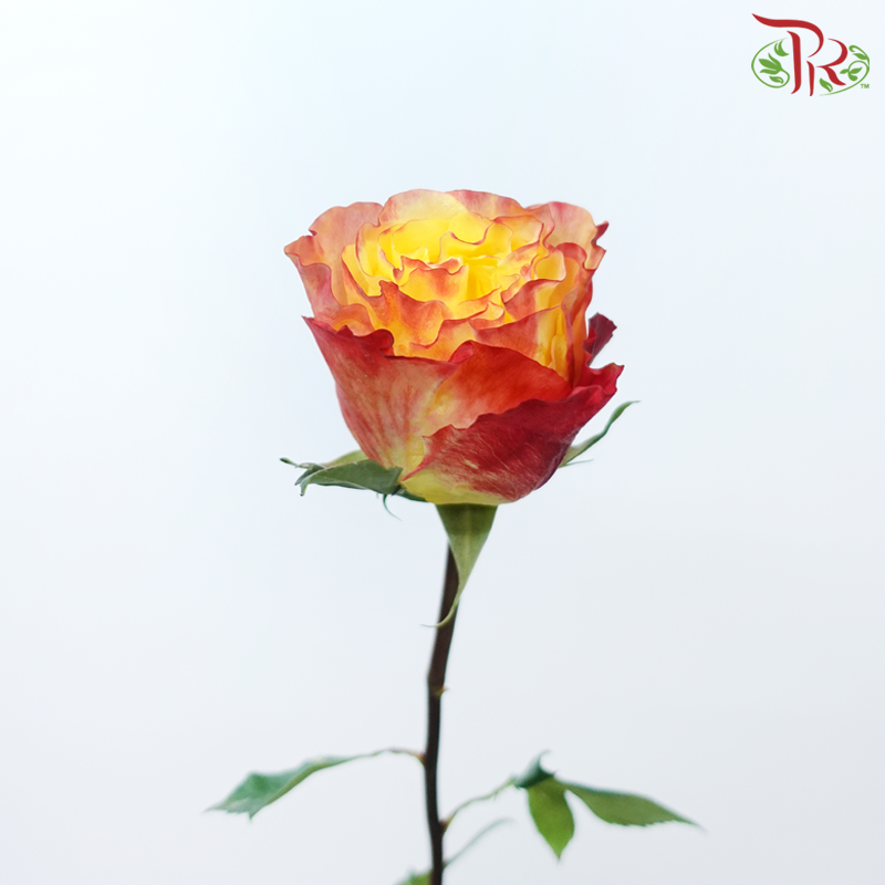 Star Rose Garden -Sunset X-Pression (10 Stems)-Sunset X-pression-Ecd-prflorist.com.my