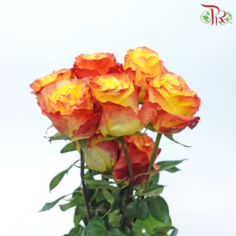 Star Rose Garden -Sunset X-Pression (10 Stems)-Sunset X-pression-Ecd-prflorist.com.my