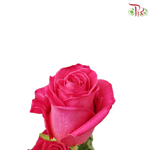 Star Rose - Pink Floyd (10 Stems)-Ecd-prflorist.com.my