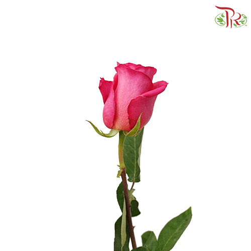 Star Rose - Pink Floyd (10 Stems)-Ecd-prflorist.com.my