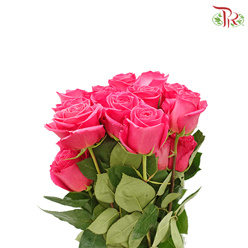 Star Rose - Pink Floyd (10 Stems)-Ecd-prflorist.com.my