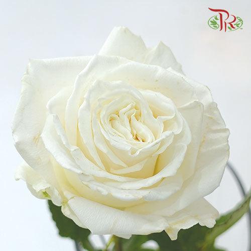 Star Rose - Playa Blanca (10 Stems)-White-Ecd-prflorist.com.my