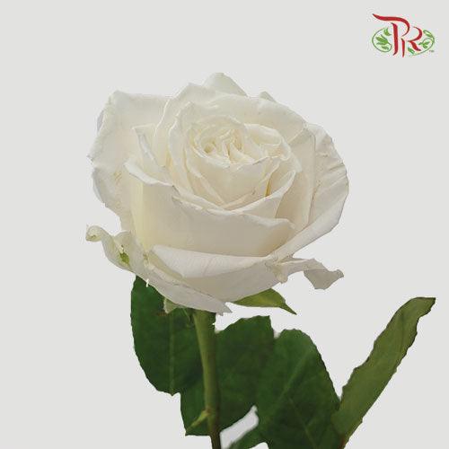 Star Rose - Playa Blanca (10 Stems)-White-Ecd-prflorist.com.my