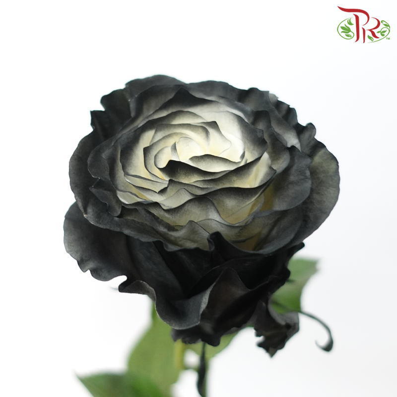 Star Rose - Shadow Star (10 Stems)-Black-Ecd-prflorist.com.my