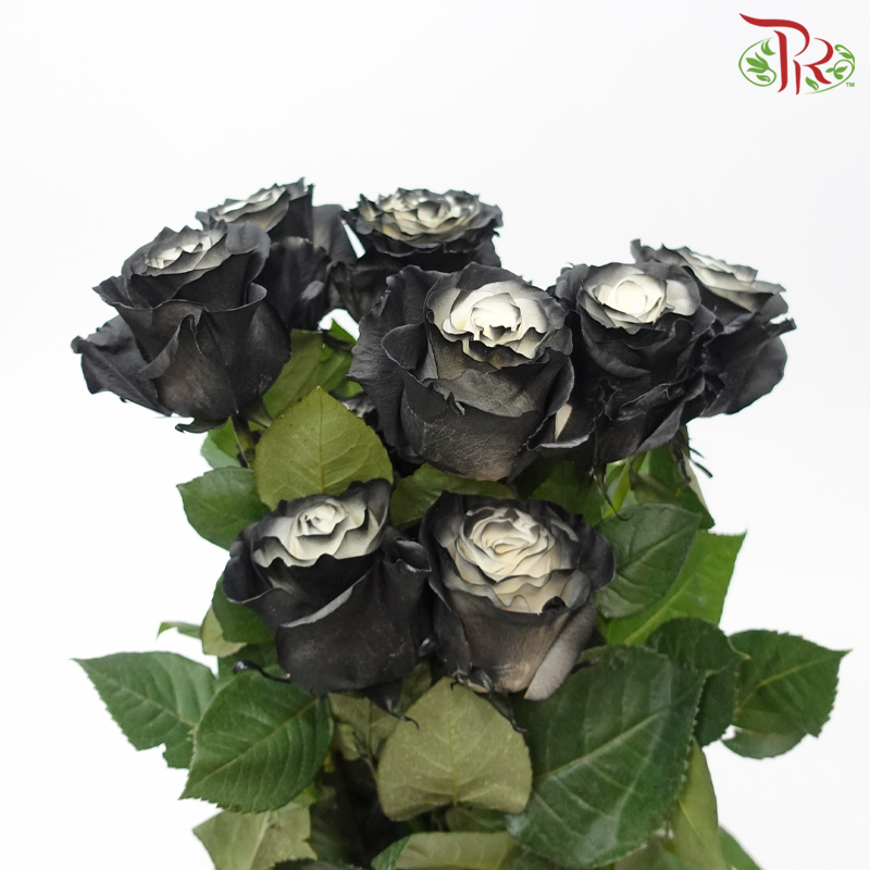 Star Rose - Shadow Star (10 Stems)-Black-Ecd-prflorist.com.my