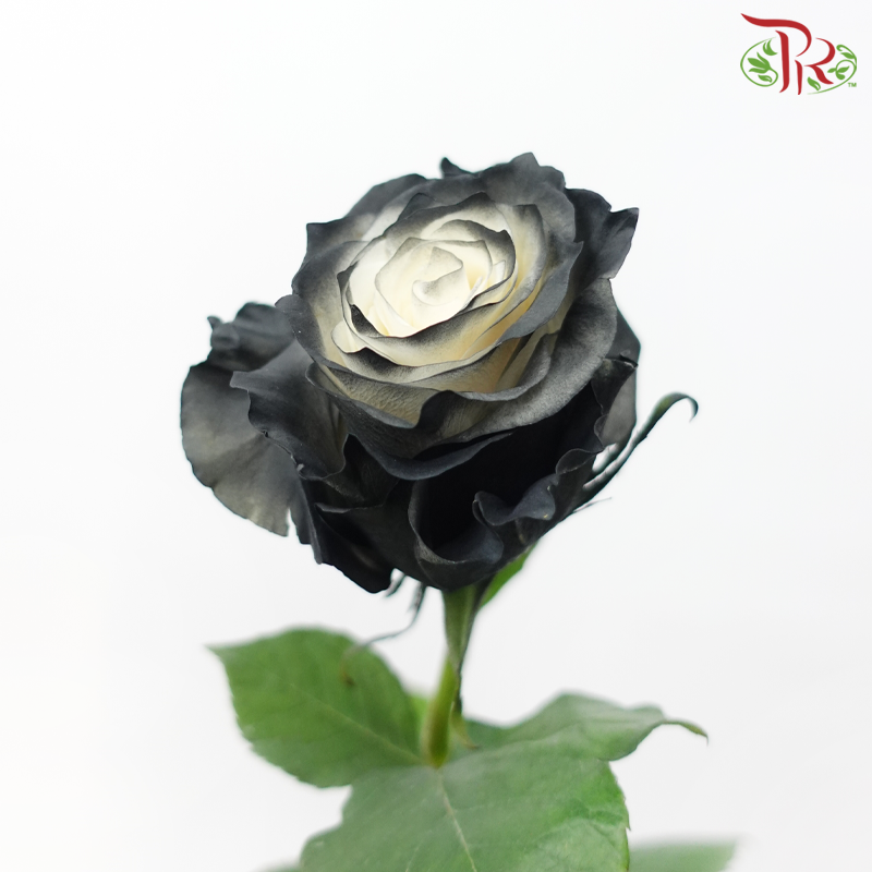 Star Rose - Shadow Star (10 Stems)-Black-Ecd-prflorist.com.my