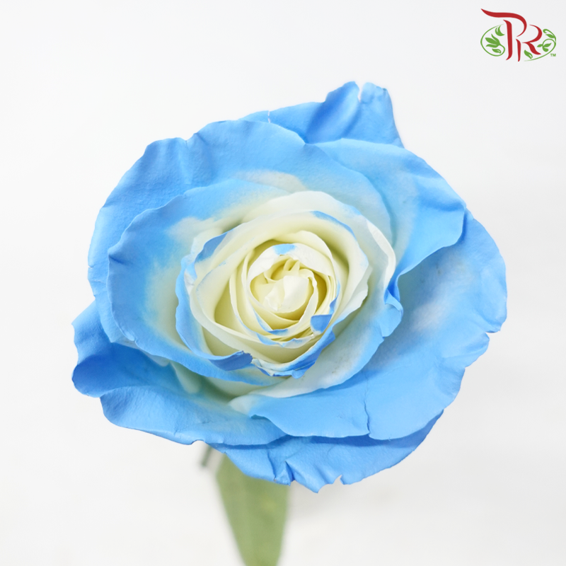 Star Rose - Smurf Star (10 Stems)-Blue With White-Ecd-prflorist.com.my