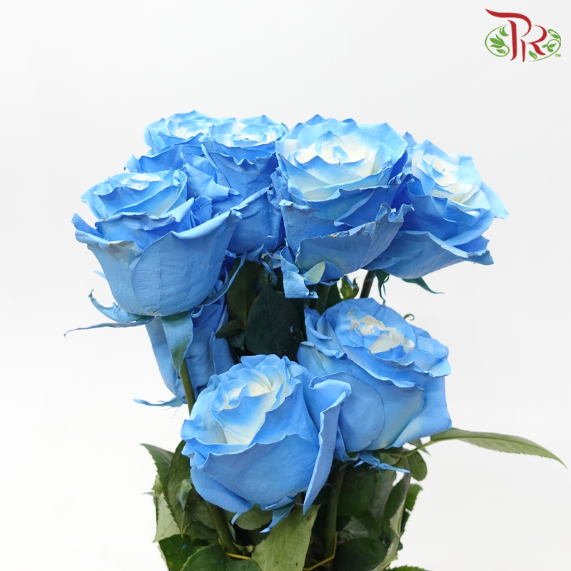 Star Rose - Smurf Star (10 Stems)-Blue With White-Ecd-prflorist.com.my