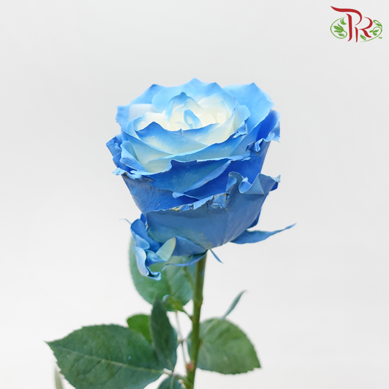 Star Rose - Smurf Star (10 Stems)-Blue With White-Ecd-prflorist.com.my
