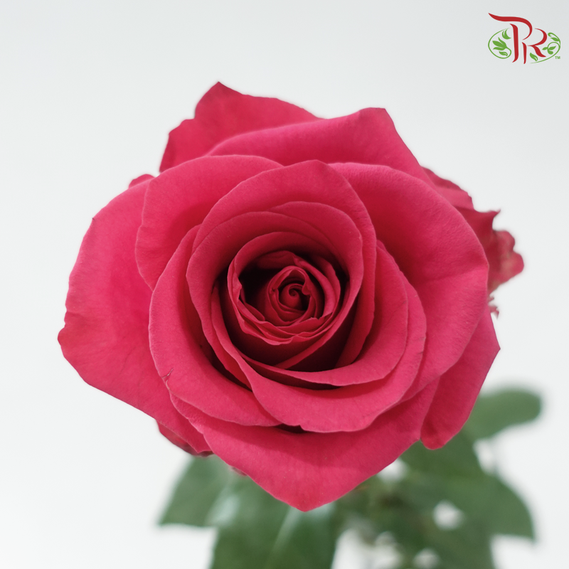 Star Rose - V.I. Pink(10 Stems)-Pink-Ecd-prflorist.com.my