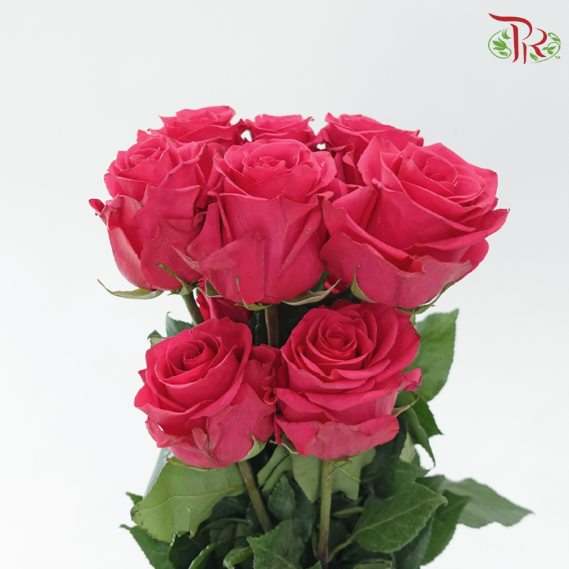 Star Rose - V.I. Pink(10 Stems)-Pink-Ecd-prflorist.com.my