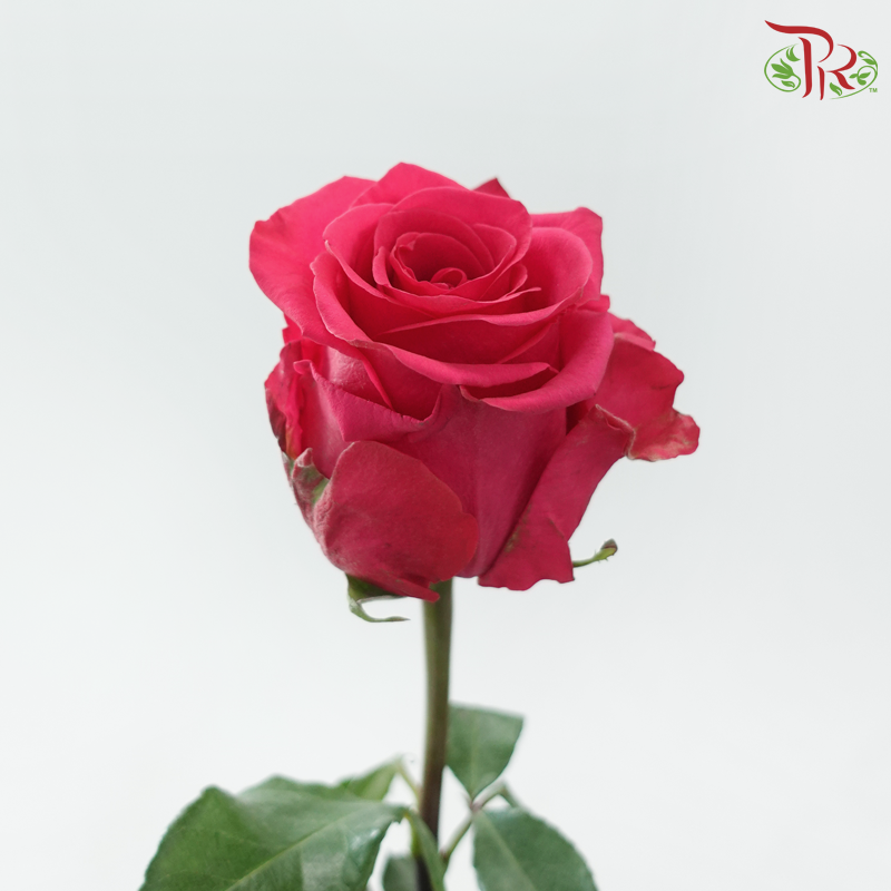 Star Rose - V.I. Pink(10 Stems)-Pink-Ecd-prflorist.com.my