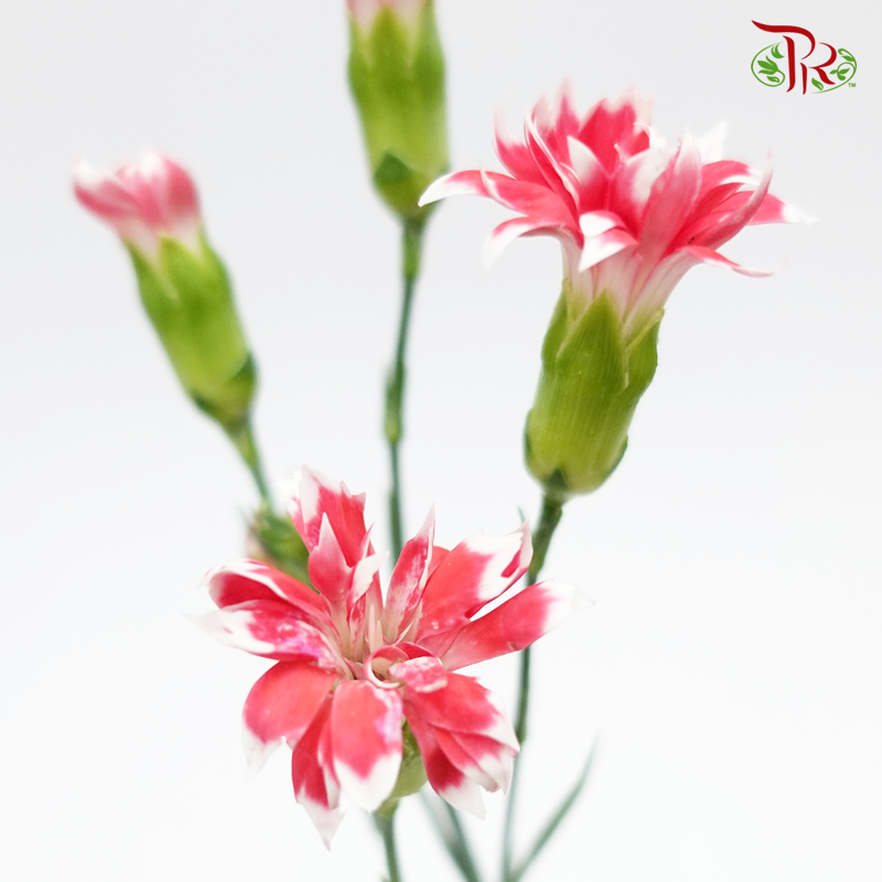 Star - Ruby Tessano (9-10 Stems)-Vietnam-prflorist.com.my