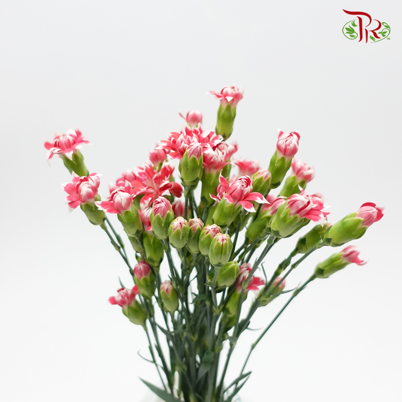 Star - Ruby Tessano (9-10 Stems)-Vietnam-prflorist.com.my