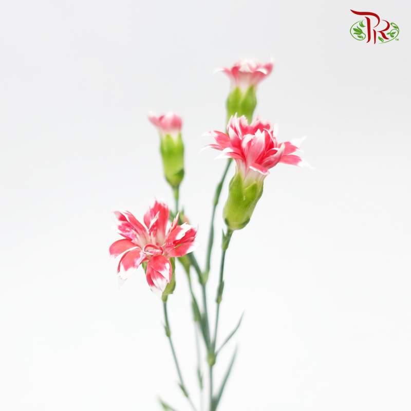 Star - Ruby Tessano (9-10 Stems)-Vietnam-prflorist.com.my