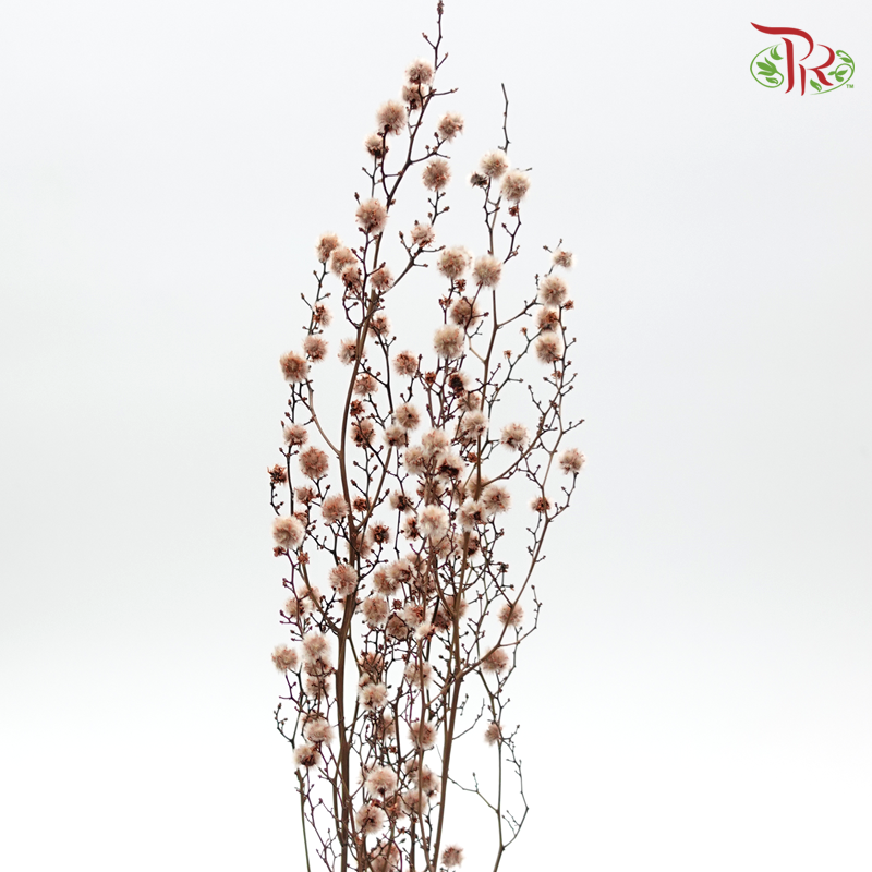 Stirlingia Preservative - Brown ( 4040-0-191 )-Brown-Japan-prflorist.com.my