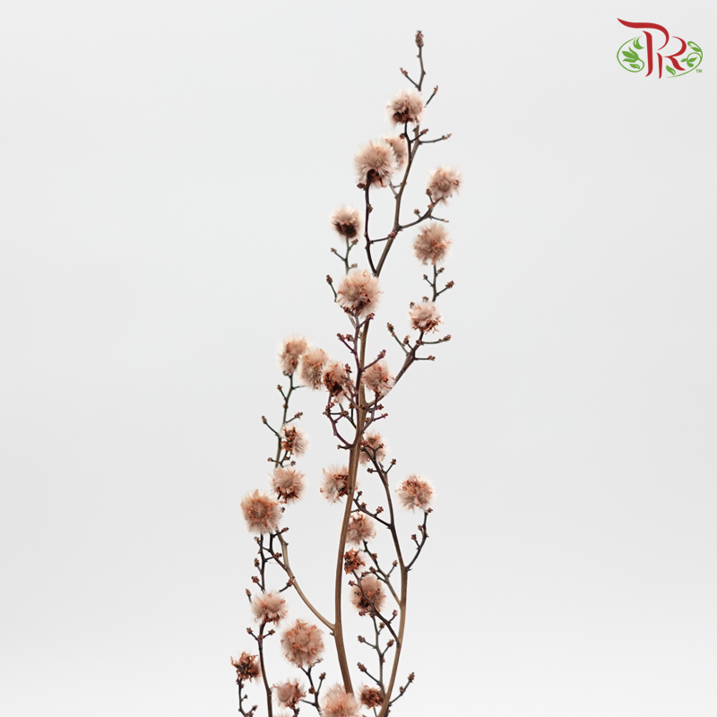 Stirlingia Preservative - Brown ( 4040-0-191 )-Brown-Japan-prflorist.com.my