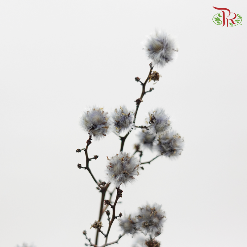 Stirlingia Preservative - Silver ( 4040-0-691 )-Silver-Japan-prflorist.com.my