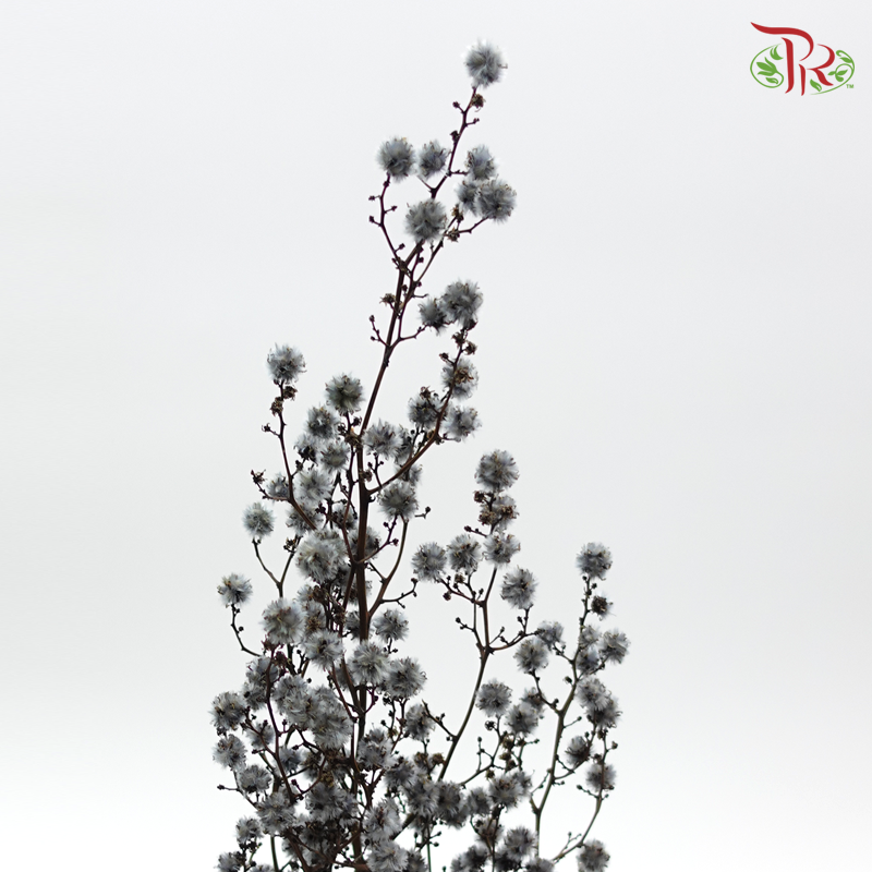 Stirlingia Preservative - Silver ( 4040-0-691 )-Silver-Japan-prflorist.com.my