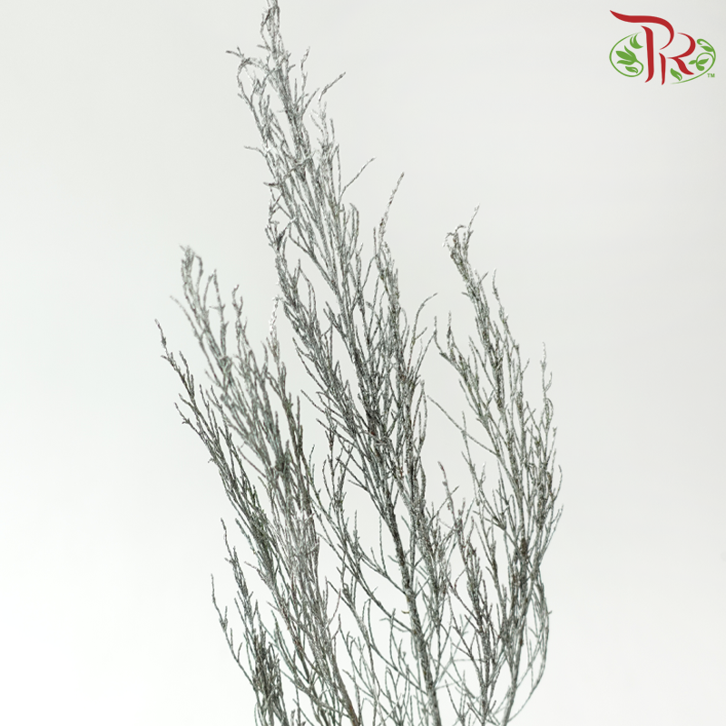 Stoebe - Dyed Silver (Per Bunch)-Silver-Africa-prflorist.com.my