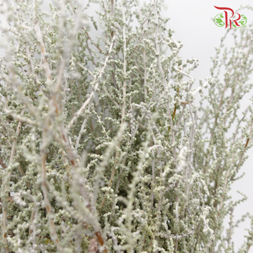 Stoebe Plumosa - (Per Bunch)-White-Africa-prflorist.com.my