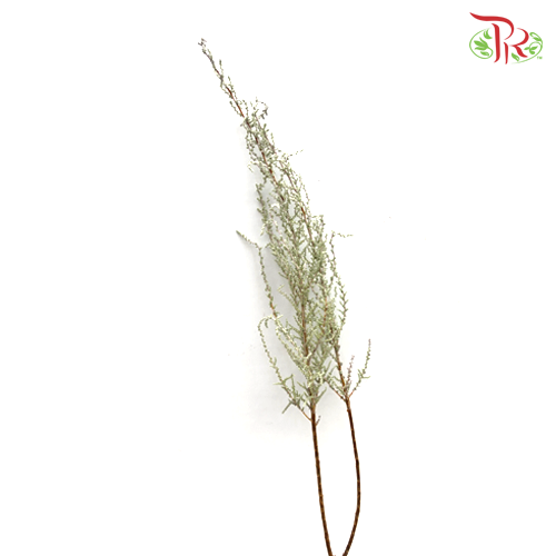 Stoebe Plumosa - (Per Bunch)-White-Africa-prflorist.com.my