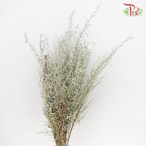Stoebe Plumosa - (Per Bunch)-White-Africa-prflorist.com.my