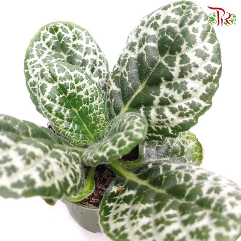 Streptocarpus Pretty Turtle 《海角樱草属》-Pudu Ria Florist-prflorist.com.my