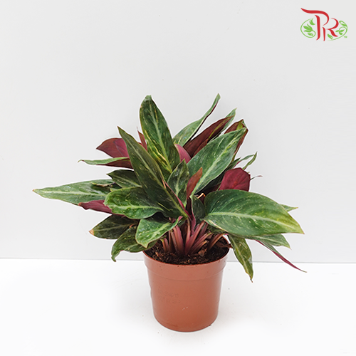 Stromanthe Sanguinea Magicstar《奇妙星紫背竹芋》-Pudu Ria Florist-prflorist.com.my