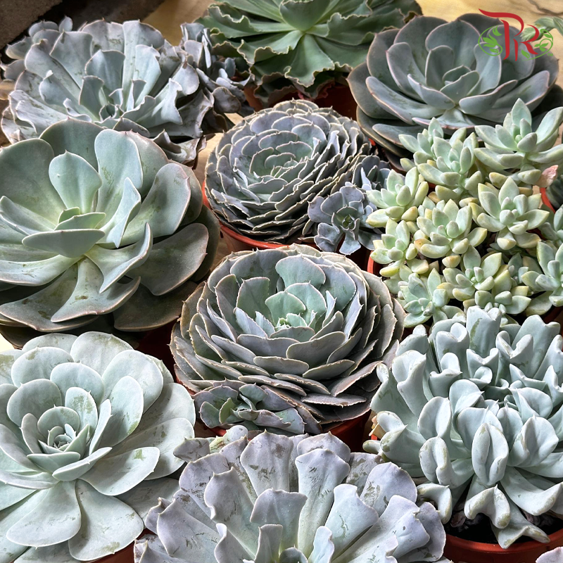 Succulent P120《多肉》 (Randomly Selected)-Pudu Ria Florist-prflorist.com.my