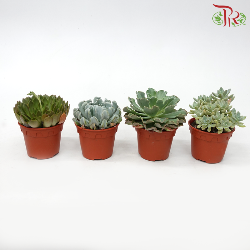 Succulent P120《多肉》 (Randomly Selected)-Pudu Ria Florist-prflorist.com.my
