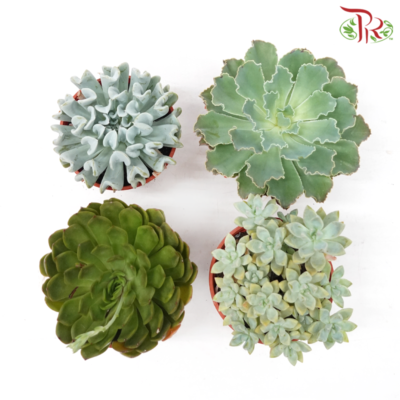 Succulent P120《多肉》 (Randomly Selected)-Pudu Ria Florist-prflorist.com.my