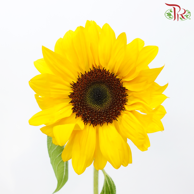 Sunflower (2 Stems)-Japan-prflorist.com.my
