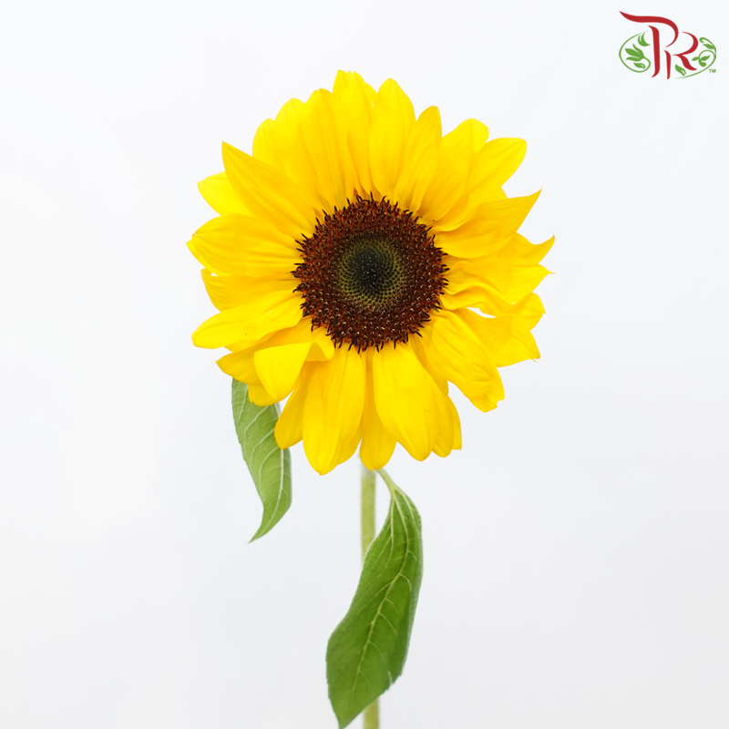 Sunflower (2 Stems)-Japan-prflorist.com.my