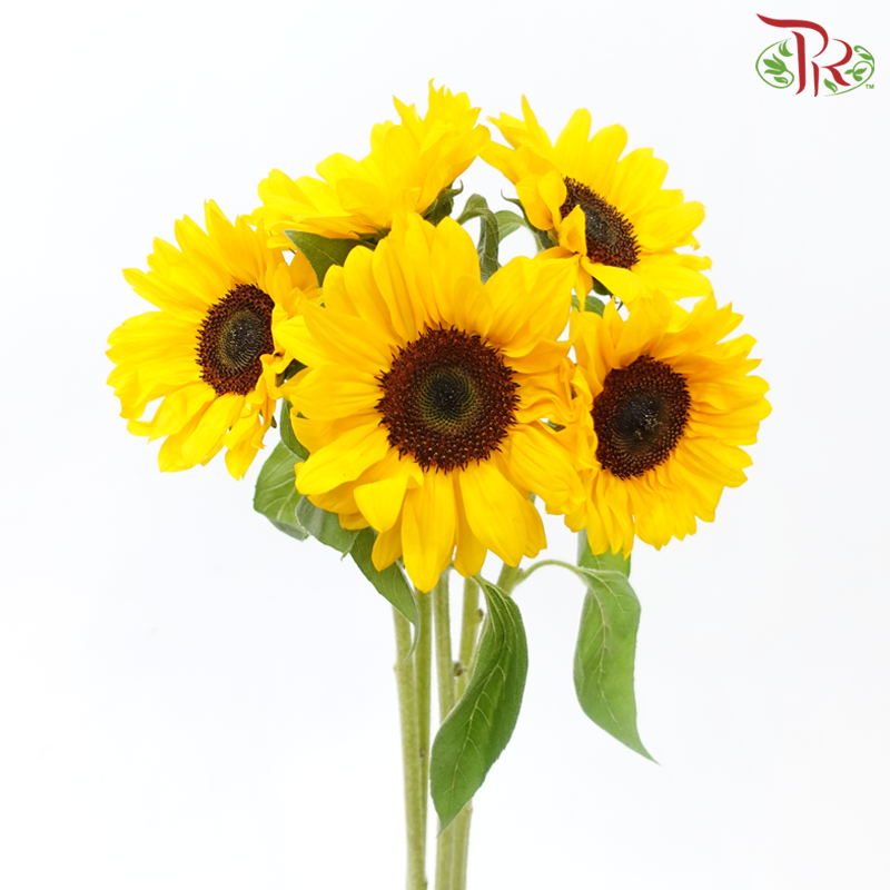Sunflower (2 Stems)-Japan-prflorist.com.my
