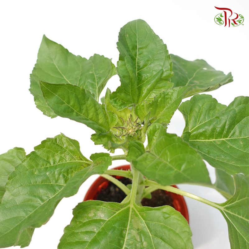 Sunflower P150《向日葵》