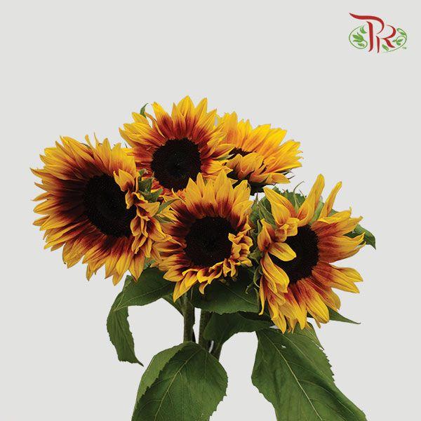 Sunflower Bicolor - (5 Stems)-Yellow-Malaysia-prflorist.com.my