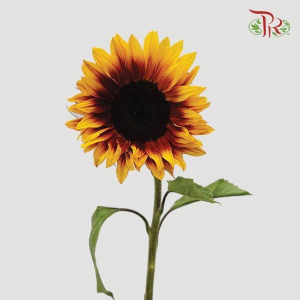 Sunflower Bicolor - (5 Stems)-Yellow-Malaysia-prflorist.com.my