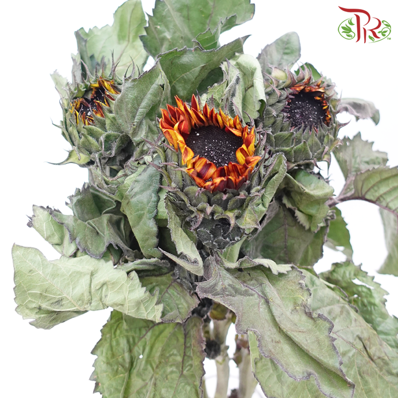 Sunflower - Brown (5 Stems) (mild bloom condition)-Brown-China-prflorist.com.my