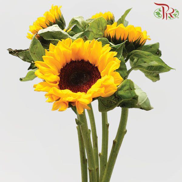 Sunflower Grade A - (5 Stems)-Yellow-Malaysia-prflorist.com.my