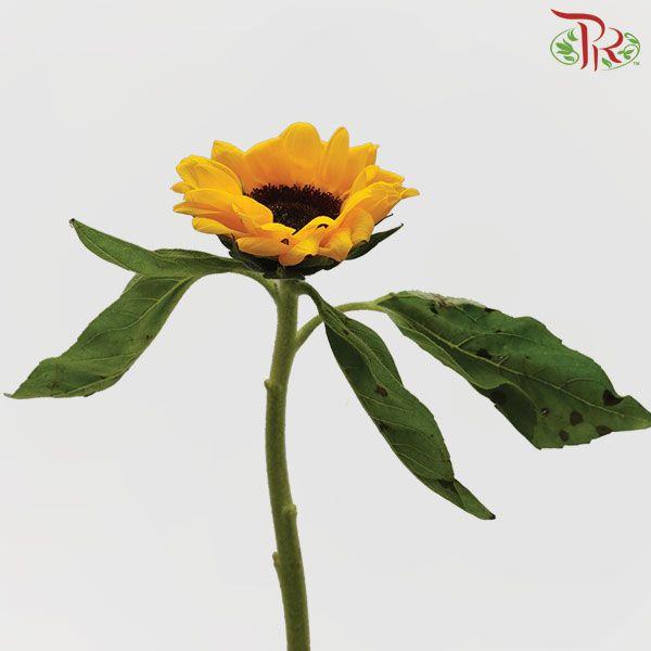 Sunflower Grade A - (5 Stems)-Yellow-Malaysia-prflorist.com.my