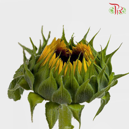 Sunflower Mini - (10 Stems)-Yellow-China-prflorist.com.my