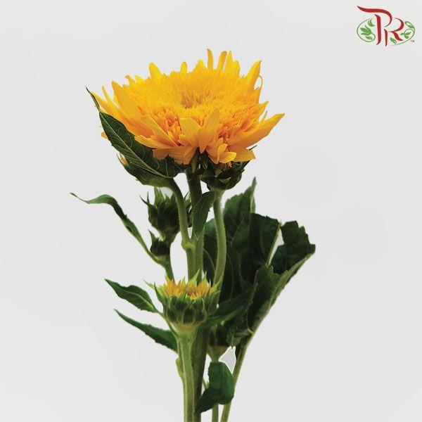 Sunflower Teddy - (2 Stems)-Yellow-China-prflorist.com.my