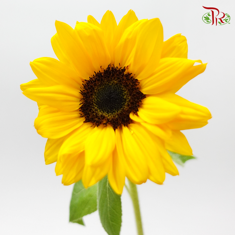 Sunflower - Yellow (5 Stems)-Yellow-Import-prflorist.com.my