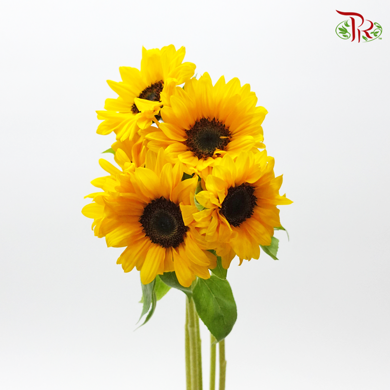 Sunflower - Yellow (5 Stems)-Yellow-Import-prflorist.com.my
