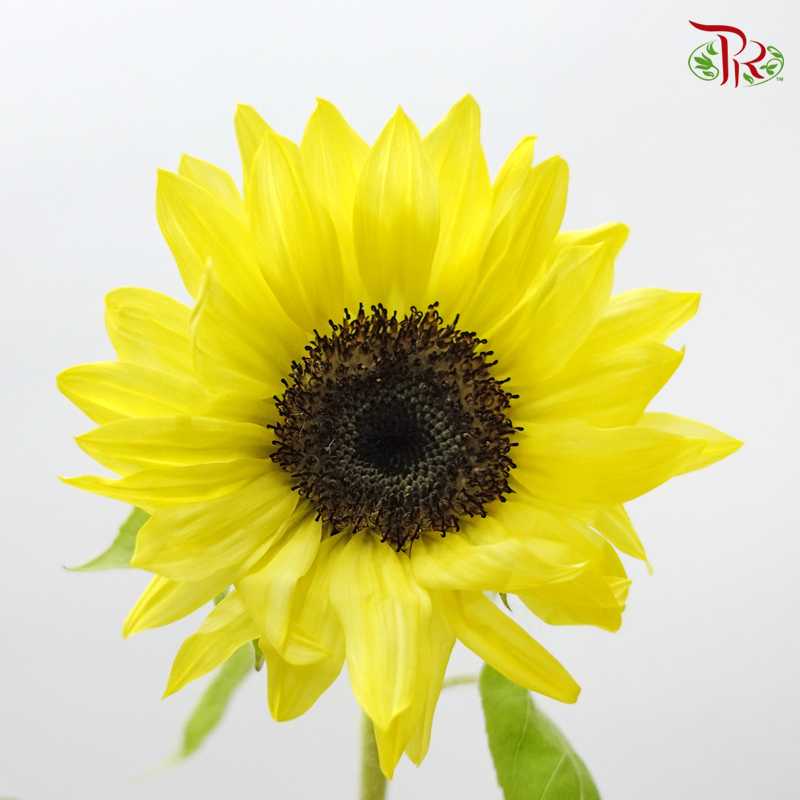 Sunflower - Bright Yellow (5 Stems) - Pudu Ria Florist