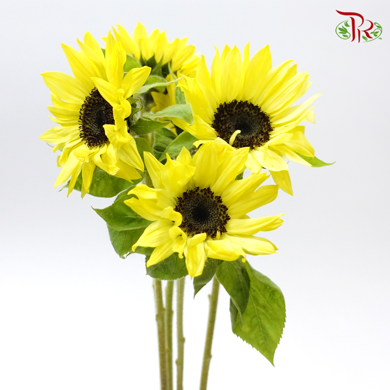 Sunflower - Bright Yellow (5 Stems) - Pudu Ria Florist