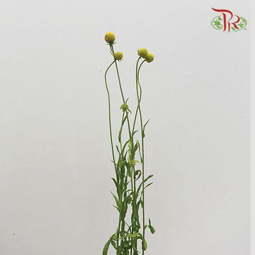 Sweet Fruit - (Per Bunch)-Yellow-China-prflorist.com.my