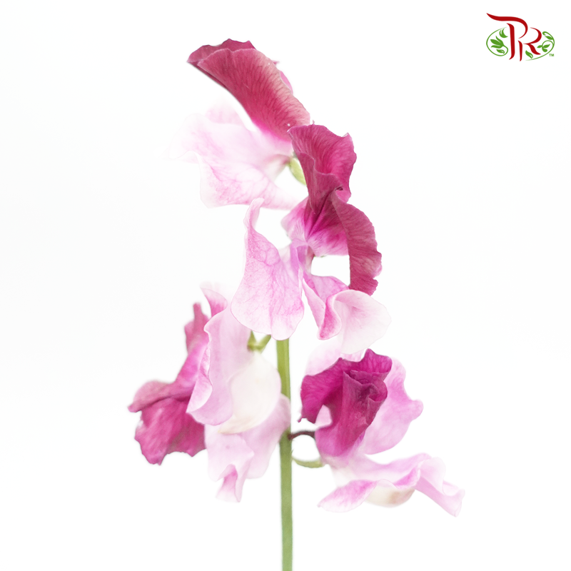 Sweet Pea - Beni Shikibu Mixed Pink Tone (5 Stems)-Pink-Japan-prflorist.com.my